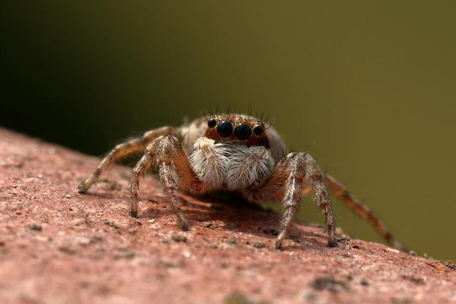 predator