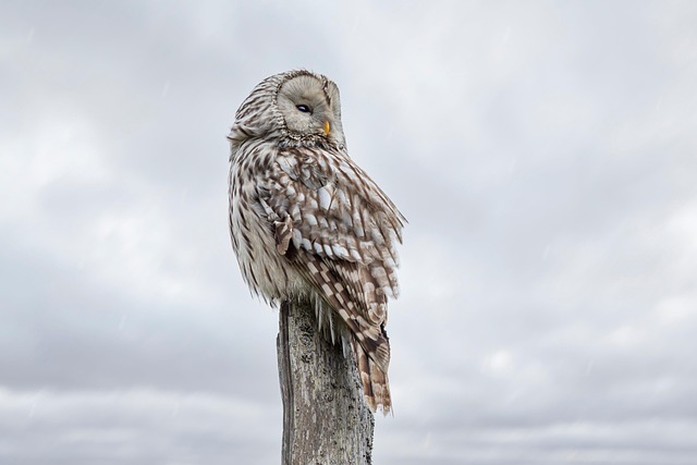 perch