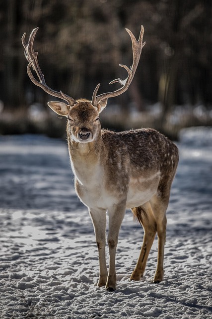 deer