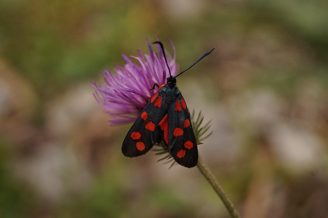 variable