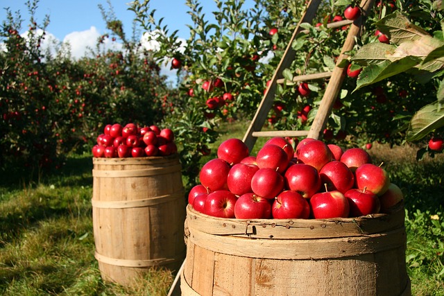 orchard