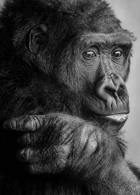 critically endangered