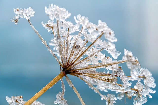 iced