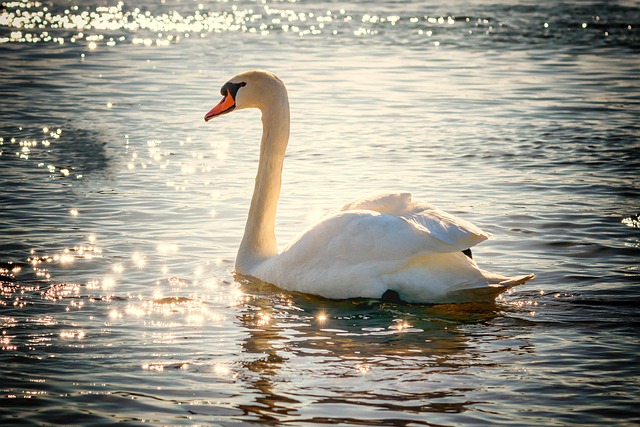 swan