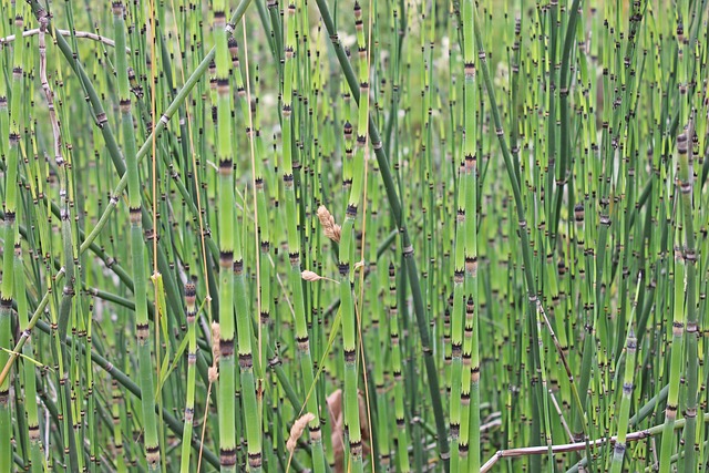 bamboo pole