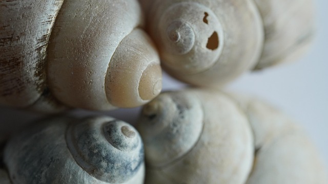 collect seashells