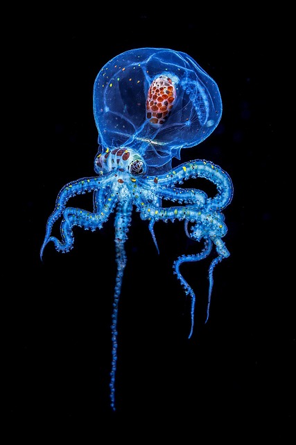 octopus
