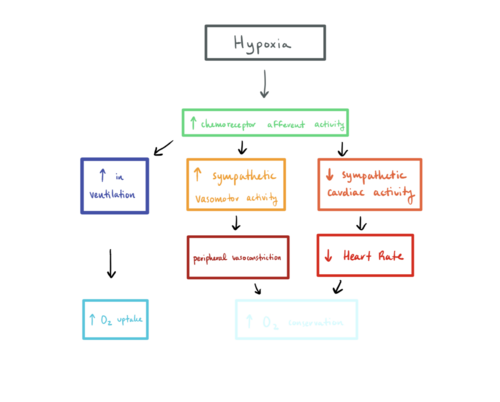 hypoxia