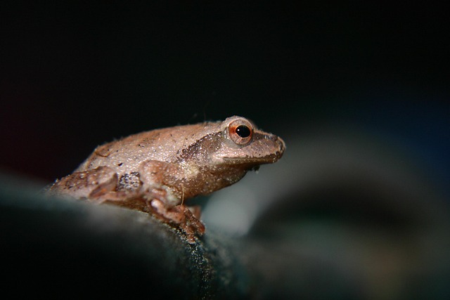 toad