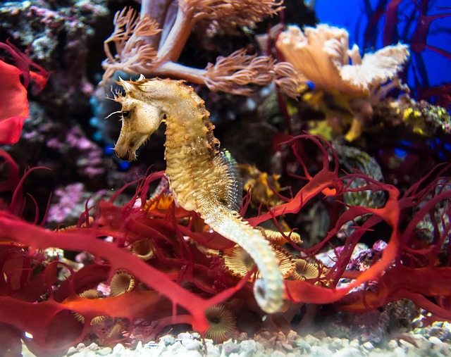 seahorse