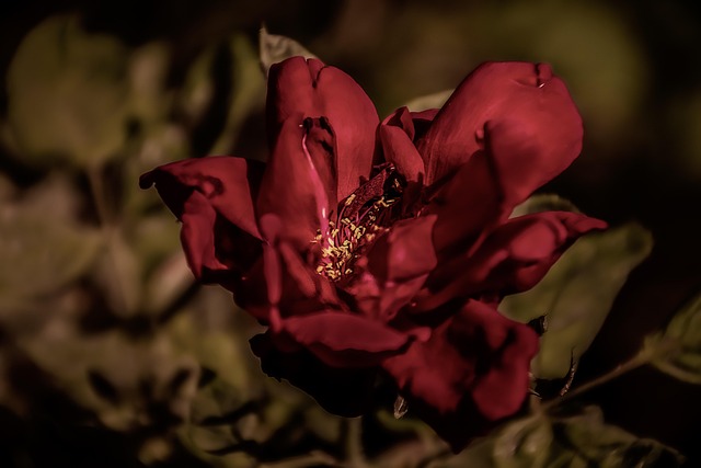 buy roses
