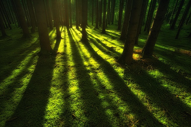 wilderness