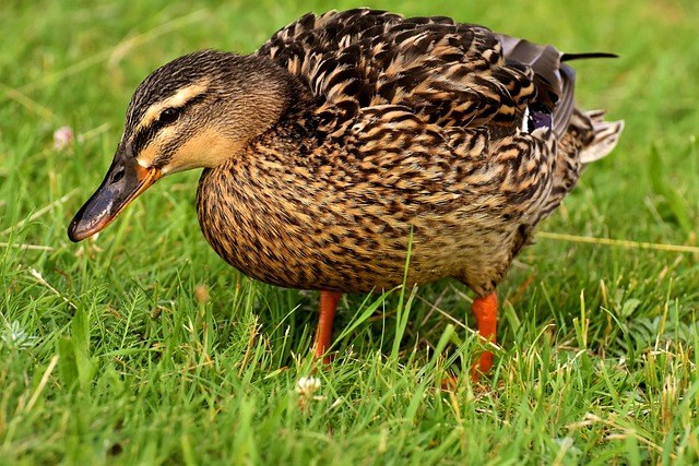 duck