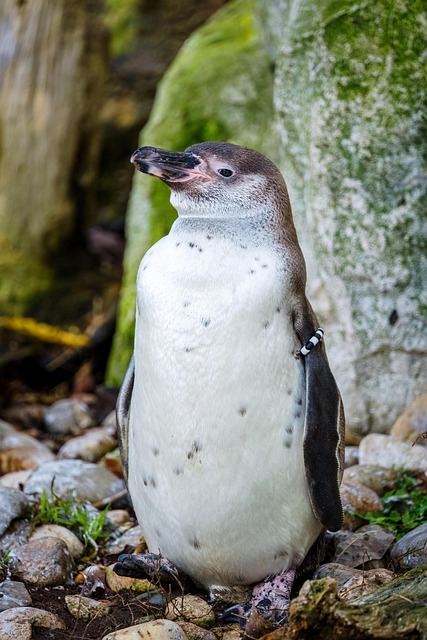 penguin