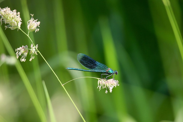 dragonfly