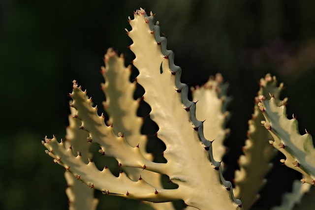 flora
