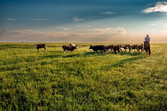 grassland