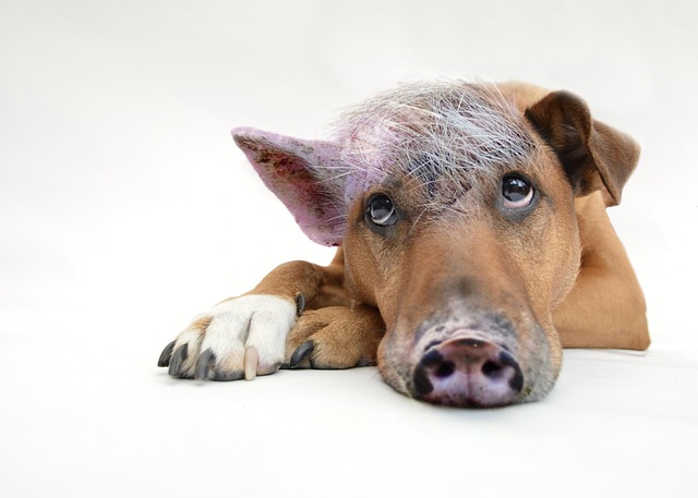 pig