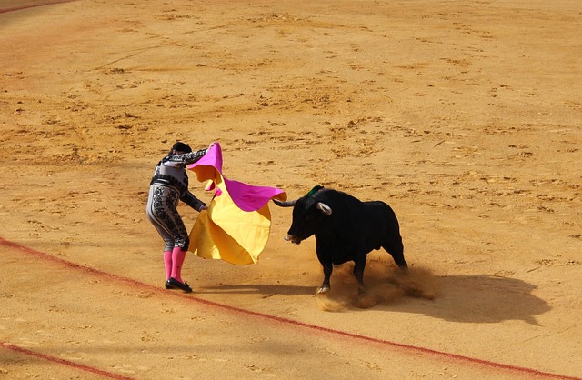 bull