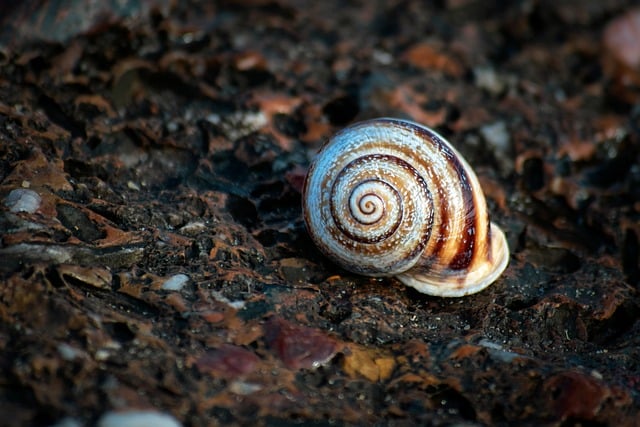 shell