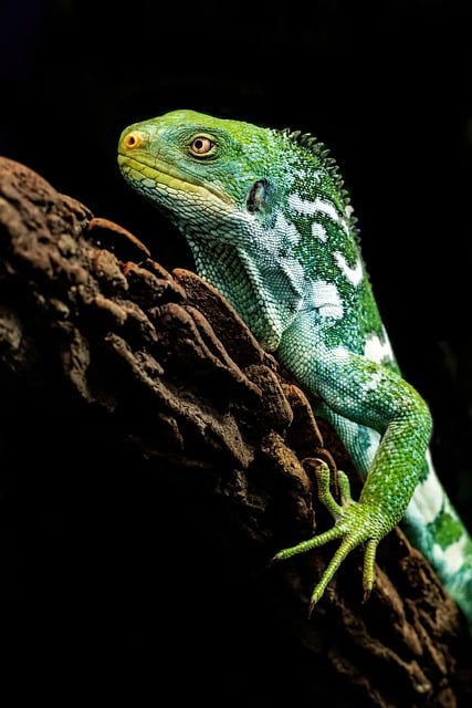 iguana