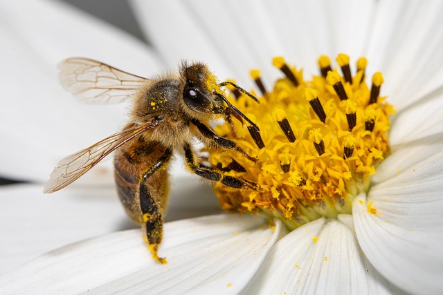 bee