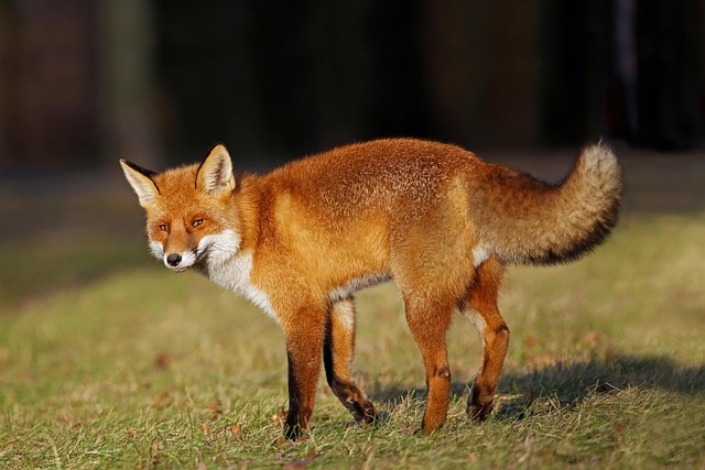 fox