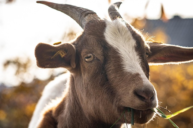 livestock