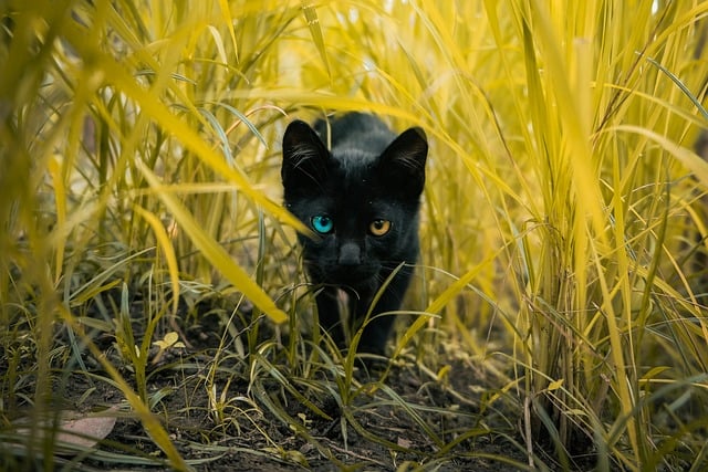 stare