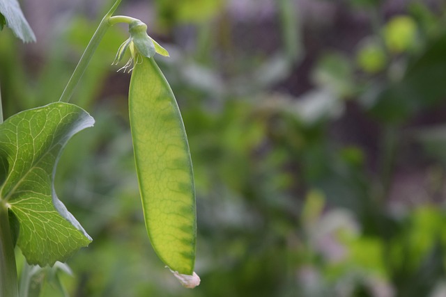 pea