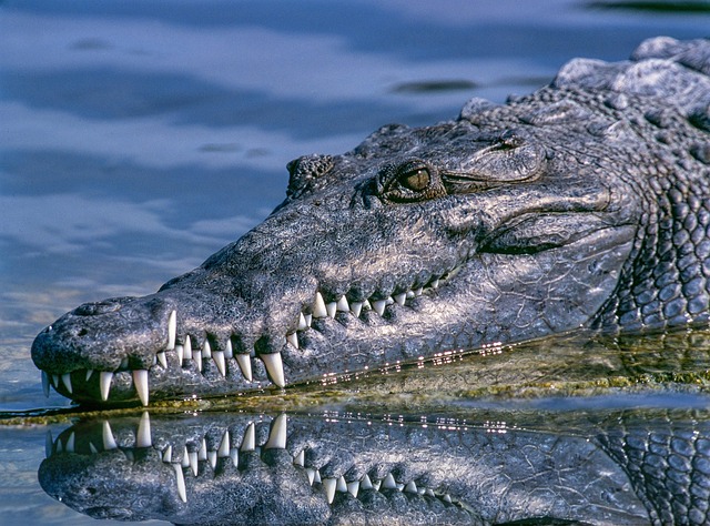 teeth