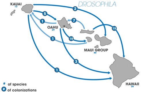 speciation