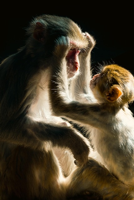 maternal