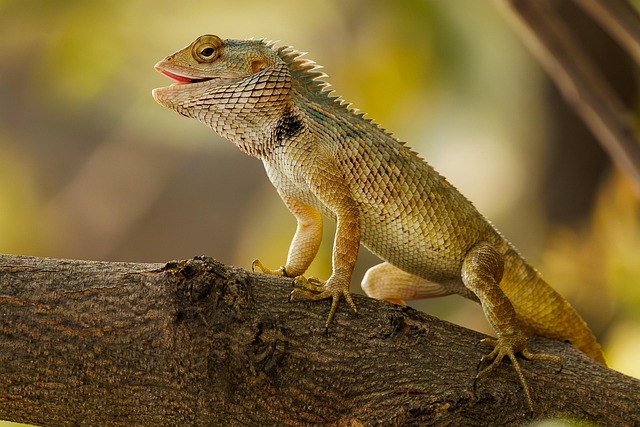 lizard