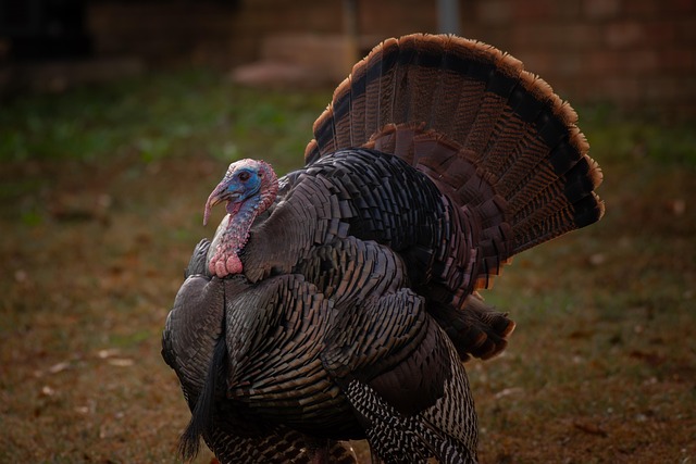 turkey