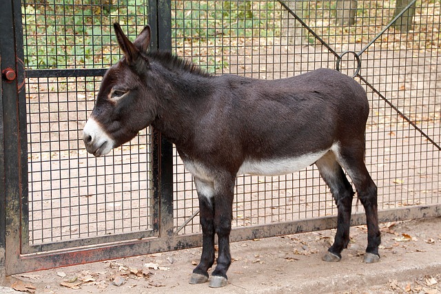donkey