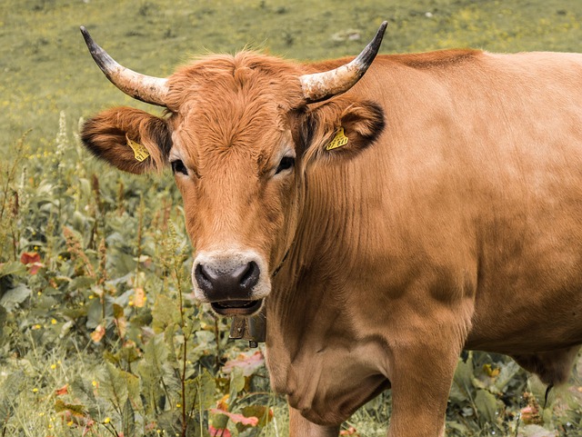 beef