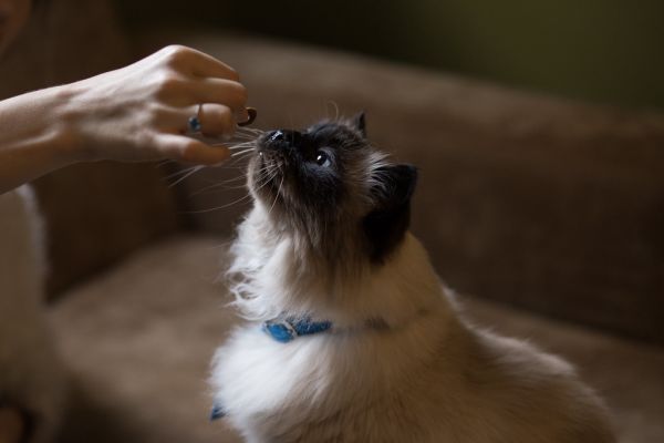 feed the cat