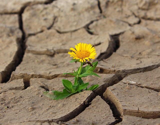 psychological resilience