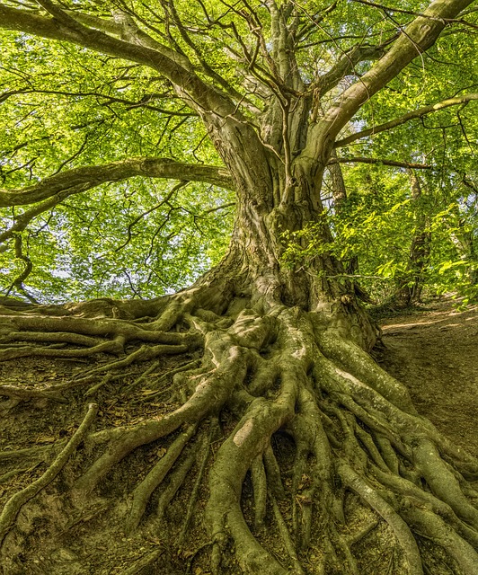 deep-rooted
