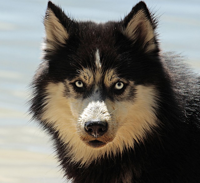 fur