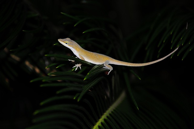 reptile