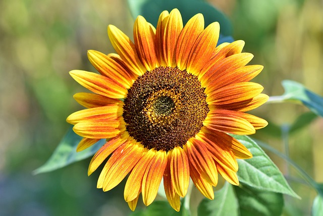 radiate