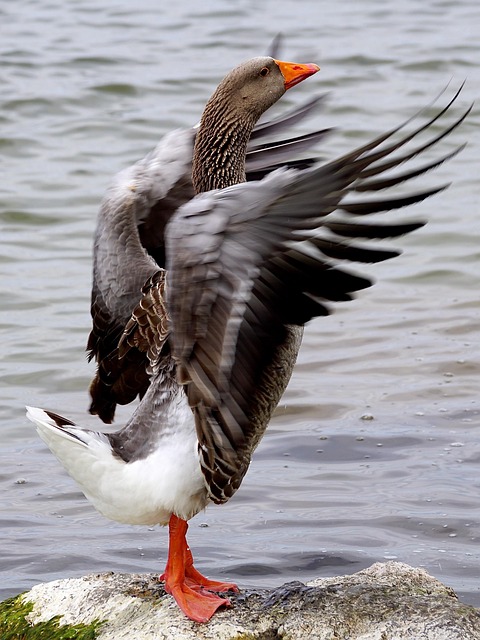 flap