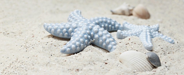 starfish