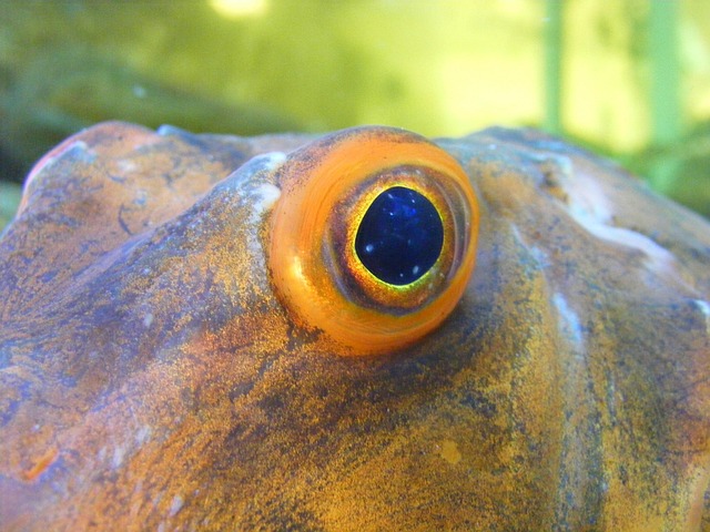 watch the fish