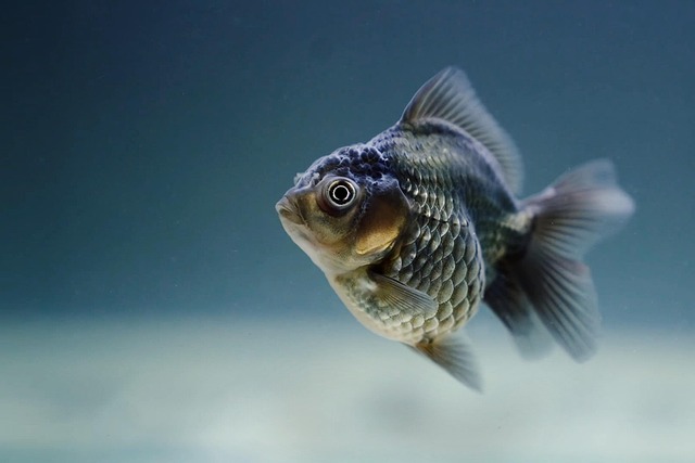 goldfish