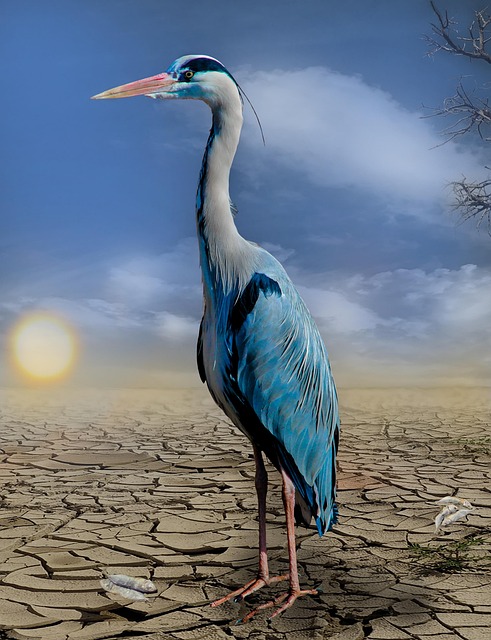 climate