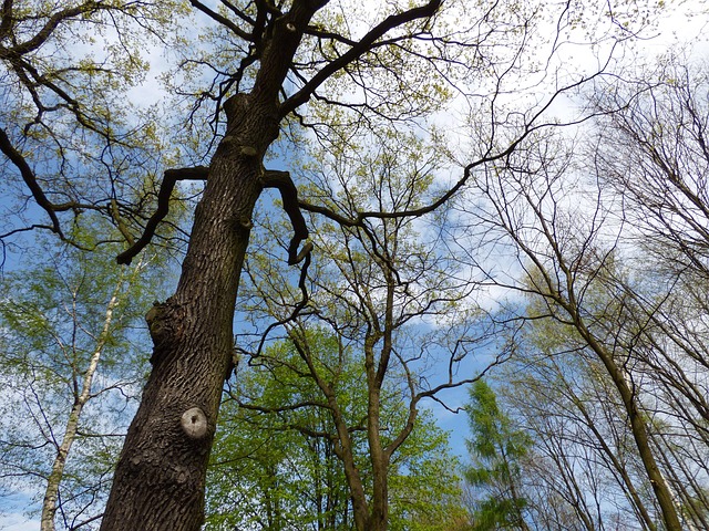 forest clearance