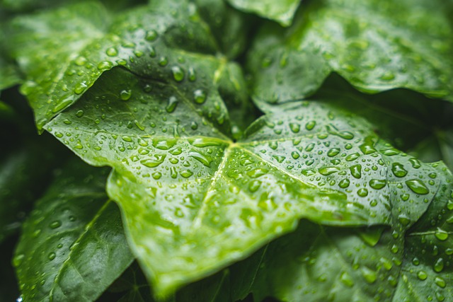 rain